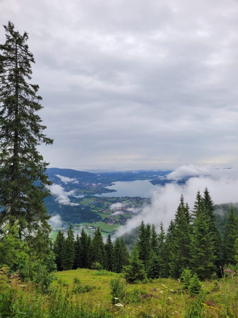 Coaching ELiB Weg durch einen Wald mit Sonne und Schatten der Bäume