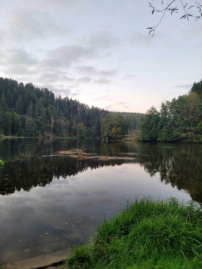 Coaching ELiB Weg durch einen Wald mit Sonne und Schatten der Bäume