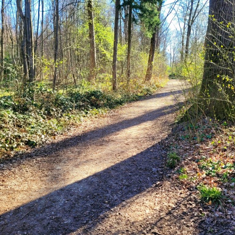 Coaching ELiB Weg durch einen Wald mit Sonne und Schatten der Bäume